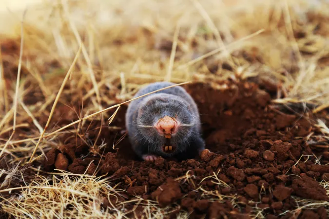 A mole sits on top of some freshly dug earth