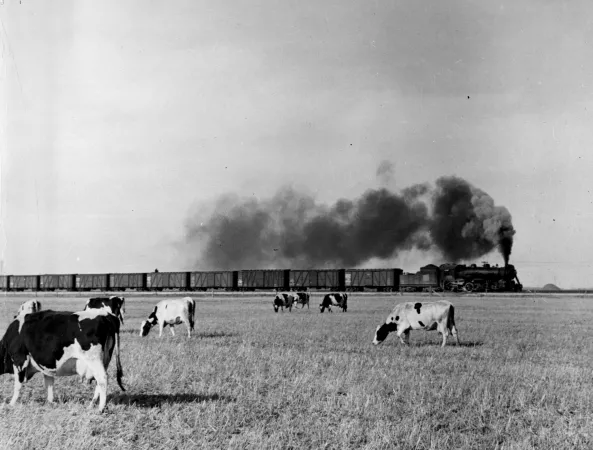 Un train céréalier de l’Ouest canadien croise un troupeau de bovins en chemin vers la tête des Grands Lacs; 1939.