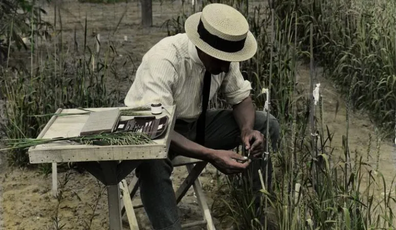 Un chercheur examine du blé à la Ferme expérimentale du Canada, à Ottawa, vers les années 1920. Source: Bibliothèque et Archives Canada, PA-043198