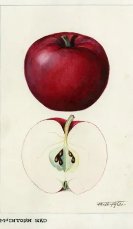 Aquarelle d’une pomme « McIntosh Red » par Faith Fyles pour la Ferme expérimentale centrale, Ottawa (Ontario), années 1920. Source: Ingenium 1987.2334