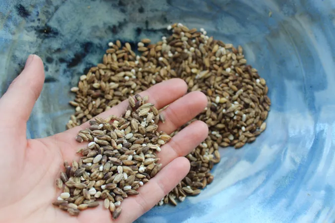 2)	An outstretched hand holds a mixture of grains above a blue dish.