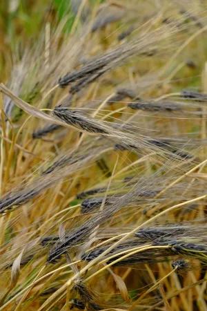 Yellow and brown-coloured barley stalks sway in the wind.