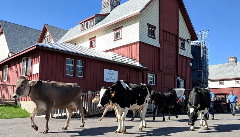 des vaches laitières en promenade au Musée de l'agriculture et de l'alimentation du Canada
