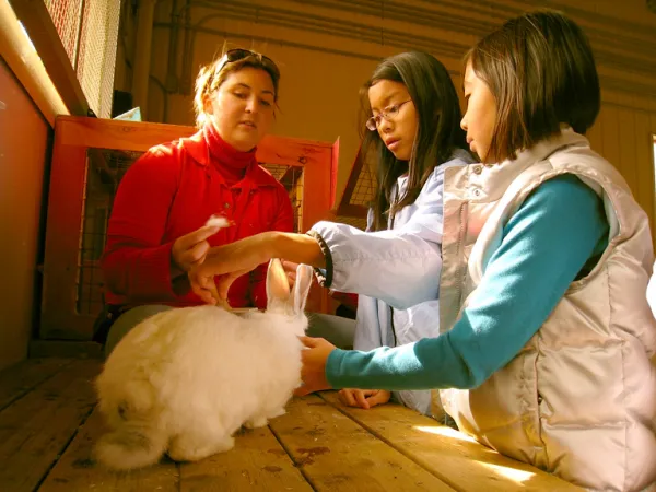 A female museum guide supervises two young students, who are reaching out to stroke a large, white rabbit on the table in front of them.