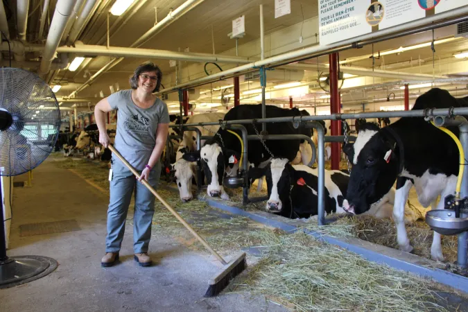 A woman sweeps some straw from the floor of a barn, next to several cows.