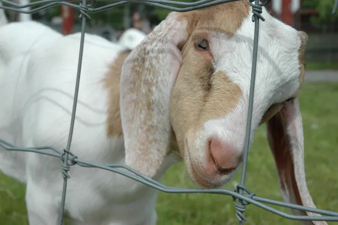 Une chèvre blanc et brun à longues oreilles passe sa tête à travers une clôture grillagée.