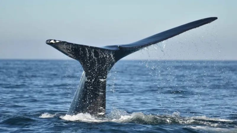 The impressive, black tail of a North Atlantic right whale can be seen sticking out of the ocean.