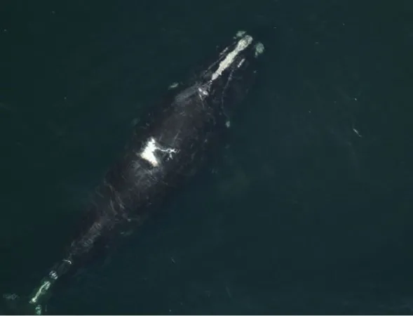 Vue aérienne montrant une gigantesque baleine noire de l’Atlantique Nord dans l’océan ci-dessous.  Sur son dos, il y a une cicatrice particulière qui ressemble à un glacier en train de fondre.