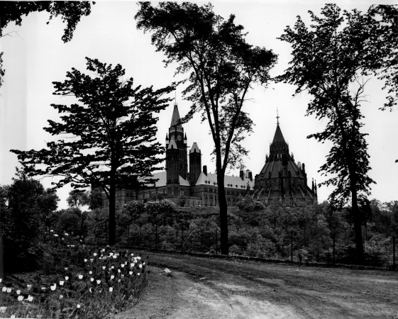 A black and white photograph of a walking path lined with tulips, and a large building in the background with tall spires.