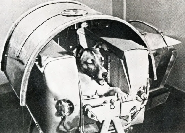 The first official portrait of Laika to be released by the Soviet authorities. This photograph was originally published in the Moscow daily Pravda. Anon., “More Sputnik Dogs Due Before Humans Go Up.” The Evening Star, 13 November 1957, 6.