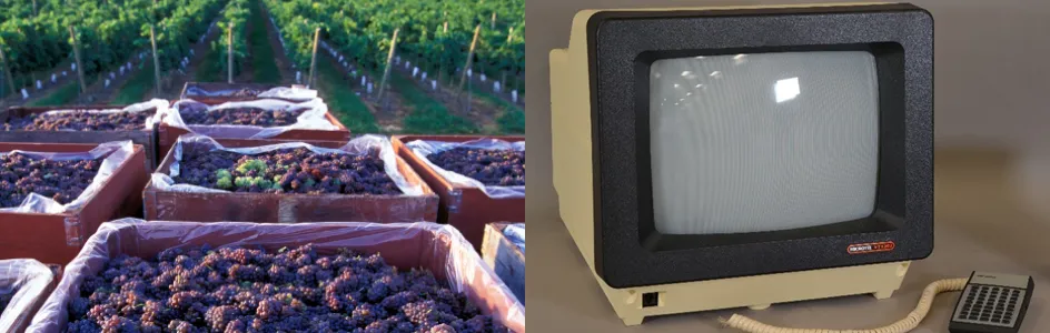 The left-hand photo shows several square bins lined with clear plastic, full of bunches of purple grapes, with rows of grape vines visible in the background. The right-hand photo shows a cathode ray tube computer terminal and small keyboard. The computer has yellow plastic housing and black plastic frame. The keyboard is grey. To the right in this photo is a conservation photography colour correction card.
