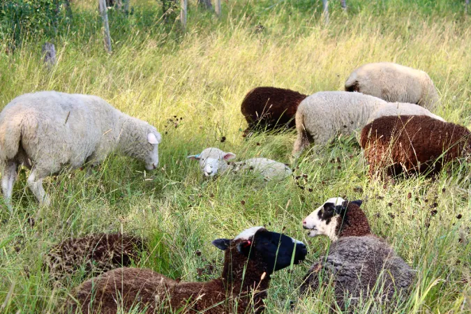The flock of sheep at Fiola Farm grazes in the meadow. Some sheep stand, while others lie in the shade.  