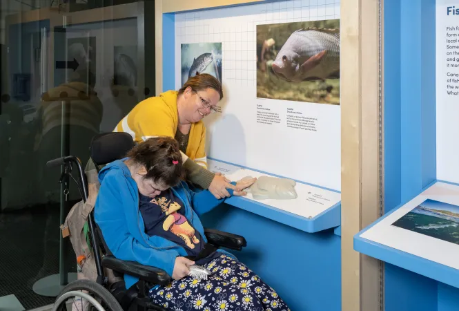 A visitor using a wheelchair feels a tactile model of a tilapia fish mounted on a blue and white exhibition countertop. 