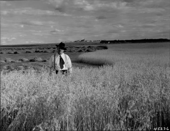 Image is a black-and-white photograph of a man dressed in a shirt, tie, and hat standing in a wheat field that has been partially harvested. 