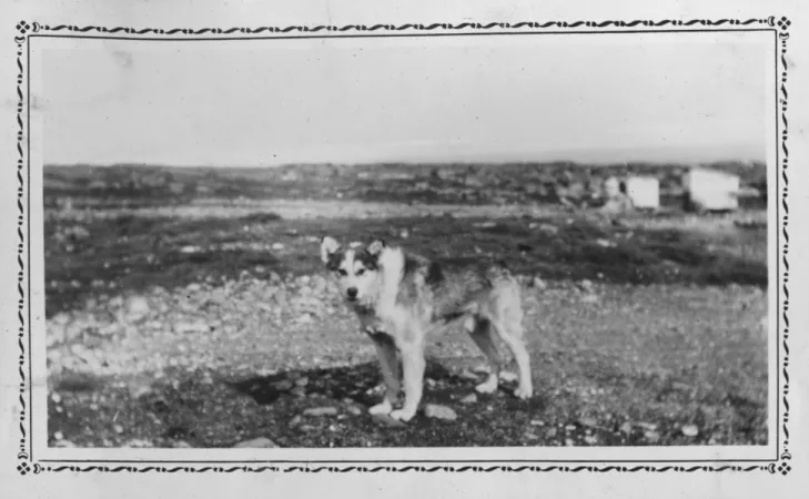 A black and white horizontal photograph of a husky standing in the middle of the landscape looking towards the camera. There are small rocks on the ground leading to the horizon and out of focus white structures in the background. 