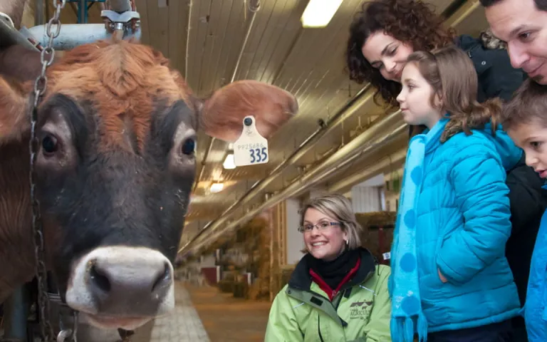 A family looking at one of the museum's cows