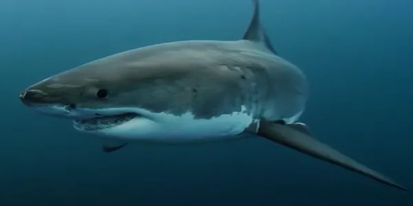 Un requin blanc qui nage vers nous mais qui commence à tourner vers sa droite. On voit un de ses yeux, ses dents pointues, son ventre blanc et son dos gris.