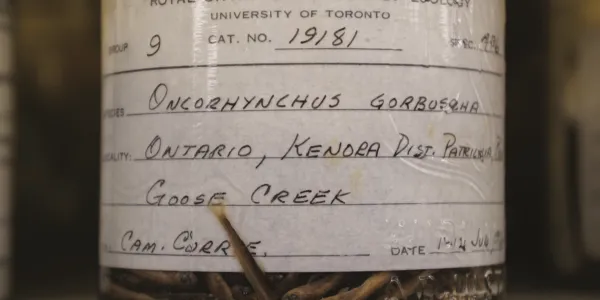 Un pot bien utilisé avec une étiquette qui dit "Oncorhynchus Gorbusha. Ontario Goose Creek".