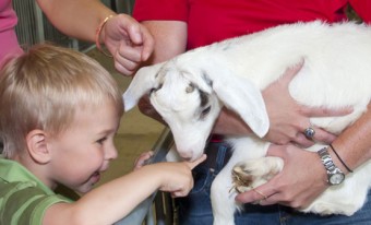 A smiling little boy lets a baby goat with white fur smell his hand. The goat is held by an adult.