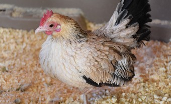 Small beige hen with black feathers at the base of her neck and at the end of her wings and tail.