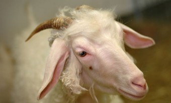 Close-up of the face of a goat with horns, hanging ears and long curly white hair.