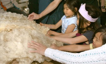 A group of young children touch a sheep's fleece displayed on a table.