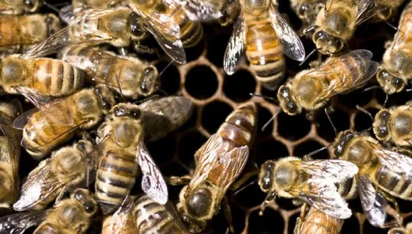 A tight shot shows a group of bees walking on top of a piece of honeycomb.