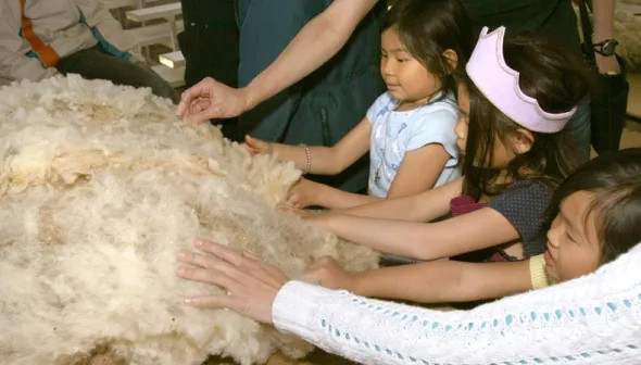 From Sheep to Sweater Educational Activity Kit