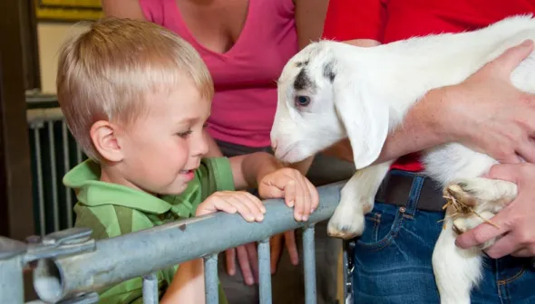 un garçon qui regarde un chèvre