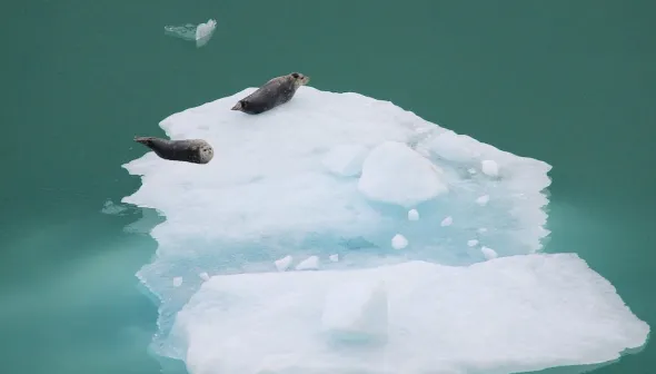 Two seals float on a large piece of white ice floating in green water.