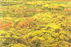 Image colorée d’un champ d’alyssons jaunes; on voit une clôture et de grands arbres au loin.