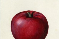 “McIntosh Red” apple watercolour by Faith Fyles for the Central Experimental Farm, Ottawa, Ontario, 1920s. Source: Ingenium 1987.2334