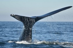 On peut voir l’impressionnante queue noire de la baleine noire de l’Atlantique Nord sortant de l’océan.
