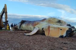The photo shows the carcass of Glacier, a North Atlantic right whale, on land. A number of people are standing next to the carcass. A large piece of construction equipment sits nearby.