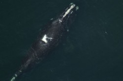 An aerial view shows a massive North Atlantic right whale in the ocean below.  On his back there is a distinctive scar that resembles a melting glacier.