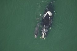 Une baleine noire de l'Atlantique Nord est vue nager à côté de son petit dans l'eau verte