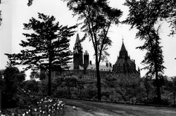 A black and white photograph of a walking path lined with tulips, and a large building in the background with tall spires.
