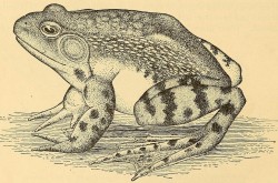 A typical wild and free bullfrog. John J. Brice, editor, A Manual of Fish-Culture: Based on the Methods of the United States Commission of Fish and Fisheries, with Chapters on the Cultivation of Oysters and Frogs (Washington: Government Printing Office, 1897), 258.