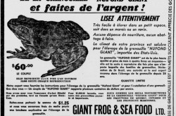 Une publicité typique de Giant Frog & Sea Food Limited de Montréal, Québec. Anon., « Giant Frog & Sea Food Limited. » La Patrie, 18 octobre 1952, 53.