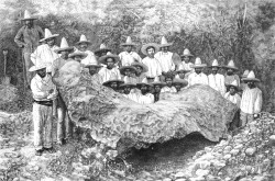 La trentaine de paysans mexicains qui participent au déblaiement de la météorite de Bacubirito, non loin de Bacubirito, Mexique, 1902. N. Rosst, « La grande météorite de ‘Bacubirito’ (Mexique). » La Nature, 14 février 1903, 173.