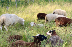 The flock of sheep at Fiola Farm grazes in the meadow. Some sheep stand, while others lie in the shade.  